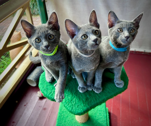 Dixie's 5th litter at twelve weeks